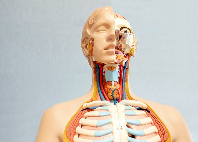 somatic sensing human nervous system