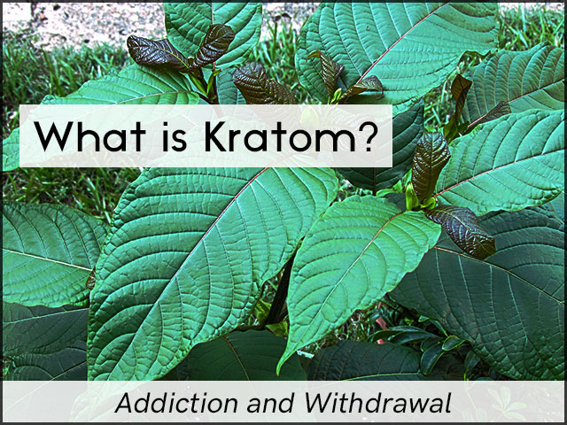 What is Kratom?